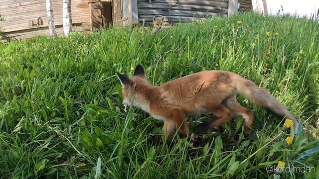 Карельские лисы