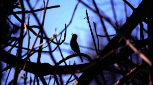 А  Фатьянов  Соловьи  Стихи #стихиовойне #песниовойне #поэты20века