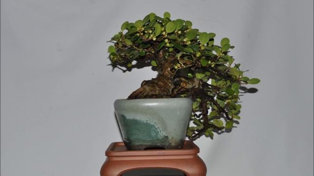 FicusGreenIsland.wmv смотреть онлайн