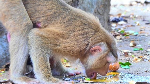 Oh, 😭Sad Clip... Adorable Tiny Baby Monkey 😭crying 😭scared When Mom 😭reject & Drag Rolling On Cemen