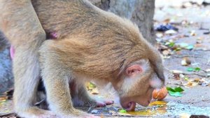 Oh, 😭Sad Clip... Adorable tiny baby monkey 😭crying 😭scared when Mom 😭reject & drag rolling on cemen