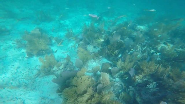 Snorkeling, Best Snorkeling Spots, Cayo Coco, Cuba смотреть онлайн