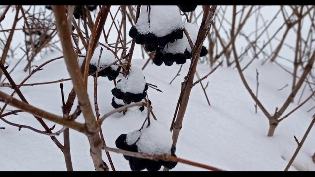 Игорь Северянин  Мне плакать хочется #философскаялирика #поэтыСеребряноговека