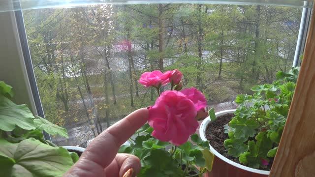 ЮВ Королевский шиповник пеларгония