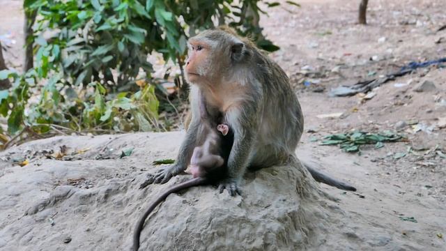 Smart And Beautiful Baby Monkey #babymonkey #animals #cute #monkey #babyanimal #baby #monkeymonkey