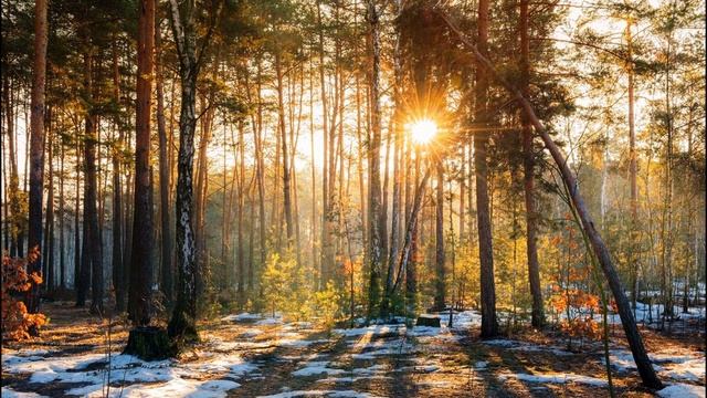 Б  Пастернак  Весна в лесу #стихиовесне #стихиоприроде #поэтысеребряноговека