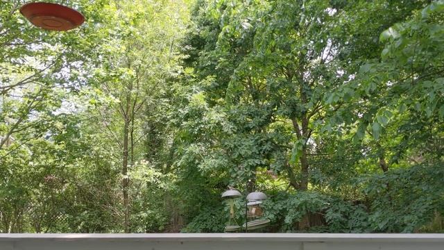 Cicadas singing in the backyard 6/9/2021 - full 68 dB Chorus смотреть онлайн