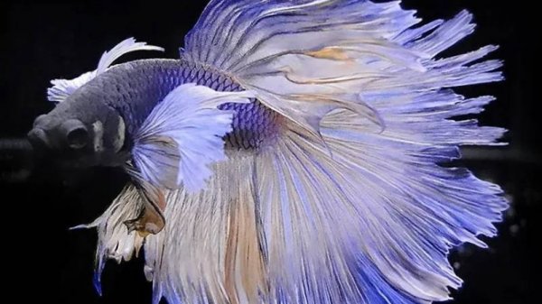 #Аквариум для начинающих Петушки. Нерест красных Half Moon Dragon