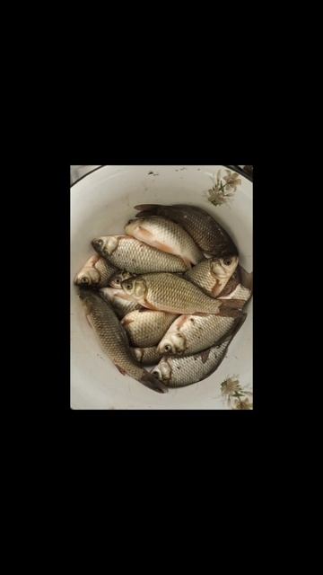 с днём зимний рыбалки смотреть онлайн