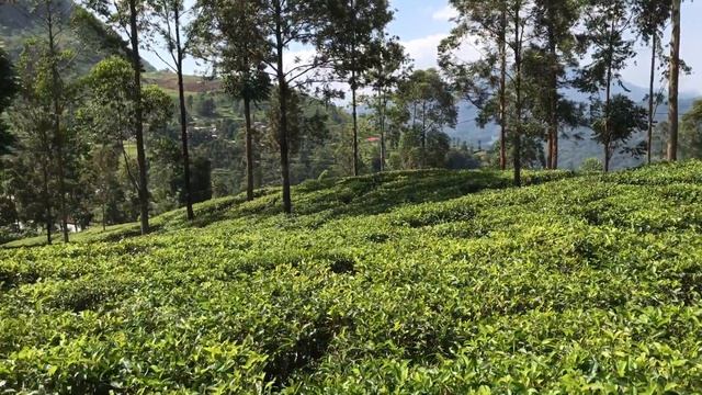 Blue field tea plantation Sri Lanka смотреть онлайн