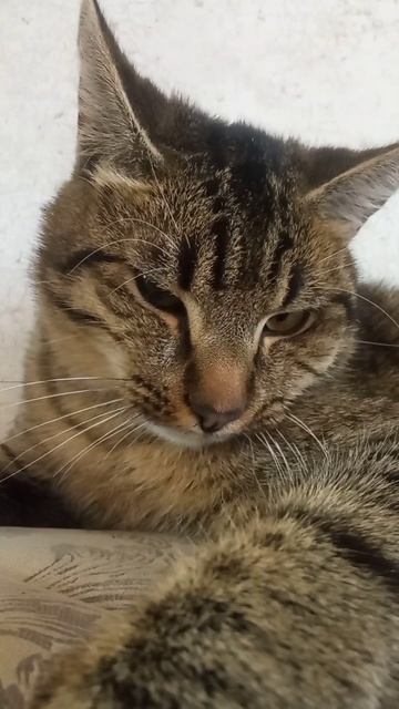 дайпоспать смотреть онлайн