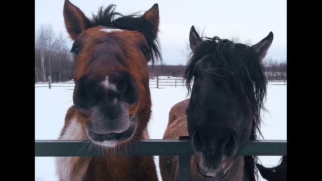 Б Слуцкий  Лошади в океане #стихиовойне #стихиолошадях  #поэтысоветскогоандеграунда
