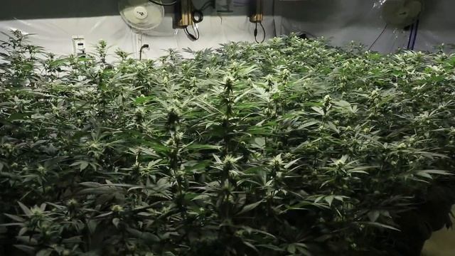 4,000 Watt Cookie Jar Flower Room Day 22 смотреть онлайн