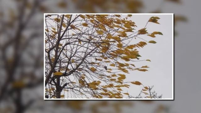 Андрей Леницкий - Листья