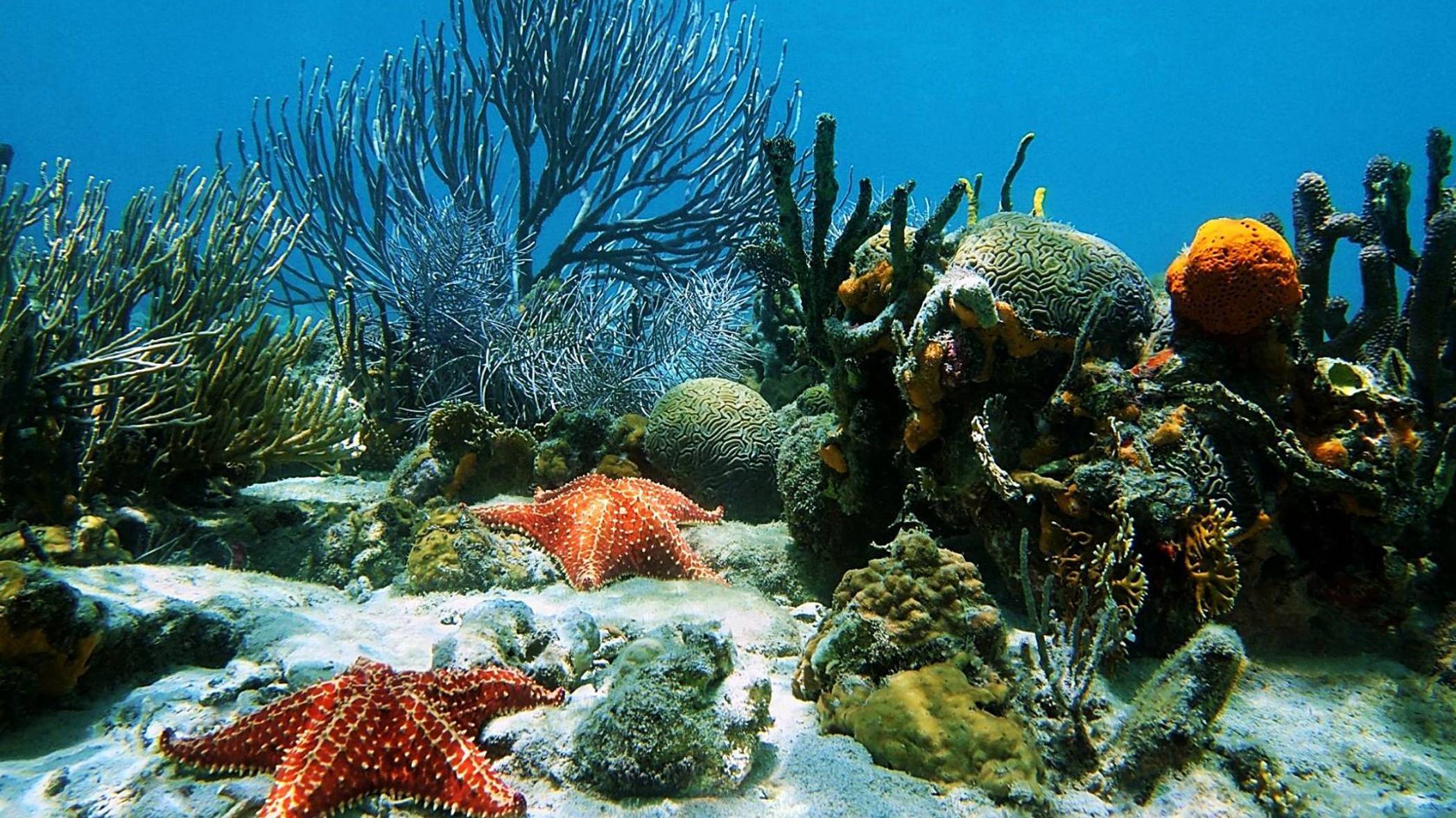 МИЛЫЕ РАКИ. ⛲🍇☘ Ваш таро-прогноз на Февраль 2025 год. ✨✨✨ смотреть онлайн