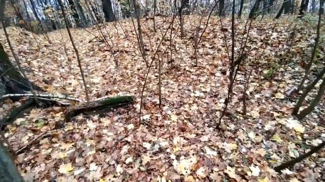 Прогулка с детьми в лесу. Заблудились в овраге! смотреть онлайн