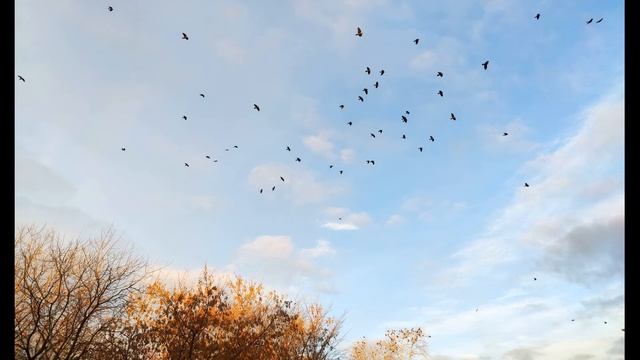 А Кушнер  Никто не виноват #философскаялирика  #современнаяпоэзия