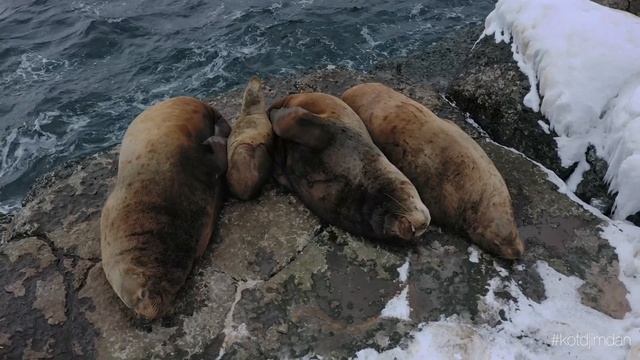 Сахалинские сивучи (зима) 4К