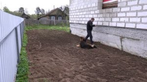 Планировка (выравнивание) земли с помощью: мотоблока, фрезы, бороны, виброплиты Нужно ли сеять трав