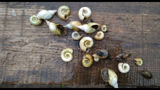 Б Слуцкий  Моральный износ #гражданскаялирика #поэзия20века #поэтысоветскогоандеграунда