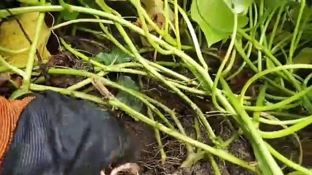 How To Harvest The Sweet Potatoes смотреть онлайн