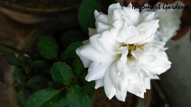 Roses: Green | Double Delight | Carpet Pink Splash | Collection | The Smart Gardener смотреть онлайн