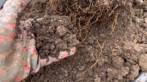 Высаживаю цитрусовые в грунт теплицы. Работа в питомнике