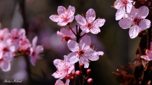 🌷 ВЕСЕННЯЯ ОЧЕНЬ КРАСИВАЯ МУЗЫКА ДЛЯ ДУШИ 🎵 МУЗЫКА ДЛЯ СНА 🎵 РАССЛАБЛЯЮЩАЯ МУЗЫКА ДЛЯ МЕДИТАЦИИ