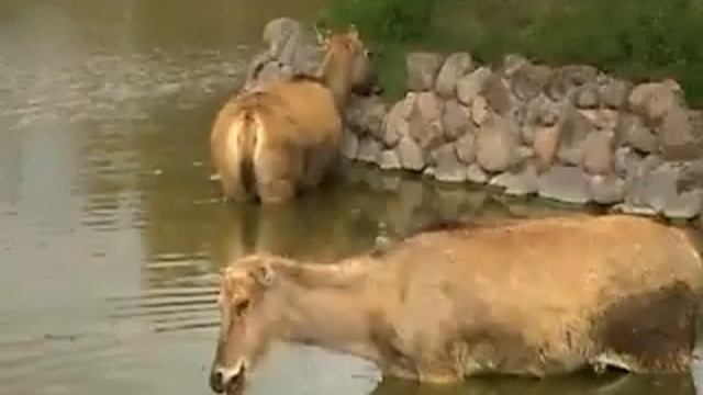 Africam Safari Puebla смотреть онлайн