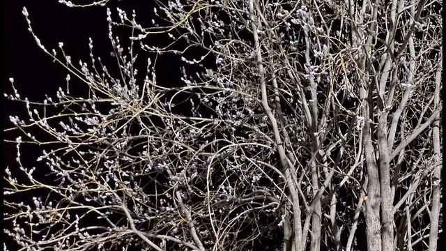 Б Слуцкий  Совесть #гражданскаялирика #поэзия20века #поэтысоветскогоандеграунда