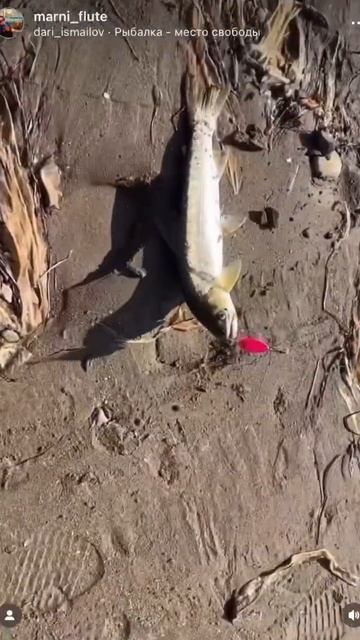 Кунджа🐟🎣 смотреть онлайн