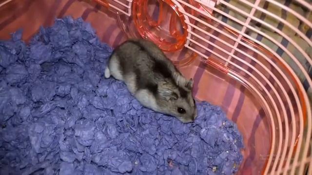 Streaming on PC New Razer SirenX microphone смотреть онлайн