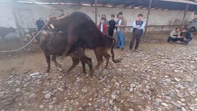 МОЛ БОЗОРИ КАБОДИЁН 24.03.2023 НАРХУ НАВО КАТИ БО ХАБАР ШАВЕН смотреть онлайн