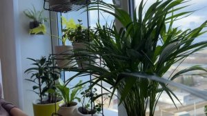 Обзор огромной коллекции комнатных растений. Это восторг!!!! ЧАСТЬ1