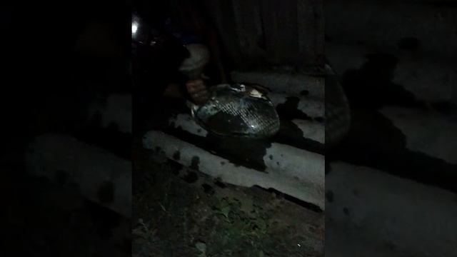10Литров воды в презерватив смотреть онлайн
