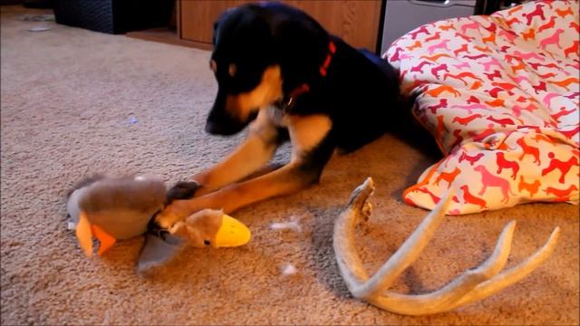 Duck Destroyer смотреть онлайн