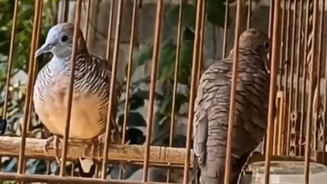 Tiếng Chim Cu Vằn, Cu Thái, Cu Nhí Mồi Chuẩn (Chim Trống) смотреть онлайн