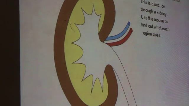 Animations on Kidneys - Unedited смотреть онлайн