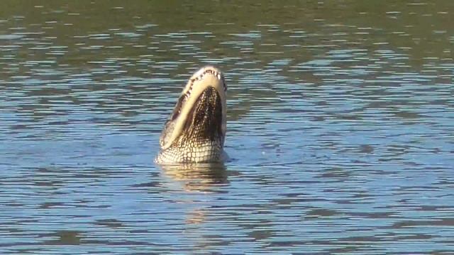 American Alligator bellows at a local pond, SW Florida. 5-20-2020. смотреть онлайн