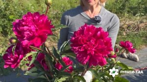 Big Ben peony. Биг Бен пион. Пулков сад