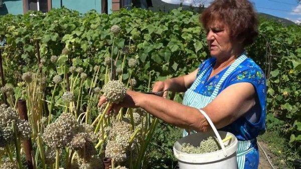 Ялтинский лук из семян. Как вырастить ялтинский лук. Сбор семян лука. Семена лука как собрать.