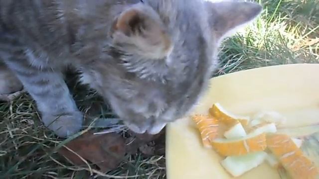 Кошка кушает дыню смотреть онлайн