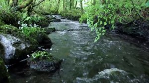 Музыка ручья и звуки птиц. Лучший способ расслабится.