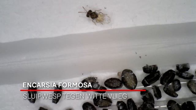 Encarsia formosa | Naturalny wróg mączlika смотреть онлайн