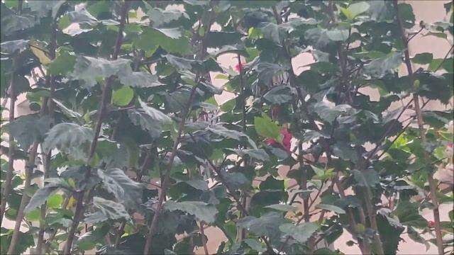 Best Summer Flowering Vine on my Main Gate and Boundary Wall. смотреть онлайн