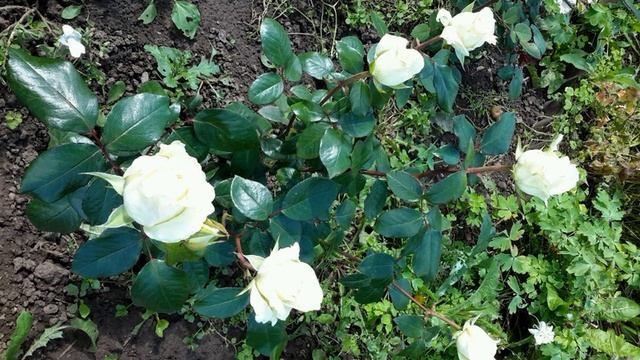 К Бальмонт  Мой друг, есть радость и любовь#стихиожизни #поэтысеребряноговека