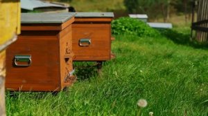 ЖИЗНЬ НА ЗАИМКЕ! СОБРАЛИ ЯГОДУ И ЗАГОТОВИЛИ СЕНО ДЛЯ БЫКОВ | МОЧЕНАЯ БРУСНИКА И ВАРЕНЬЕ С ГРУШЕЙ