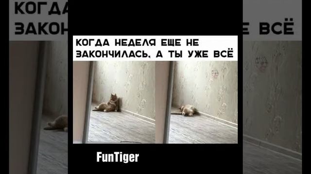 ВАШ ТЕЛЕФОН ПЫТАЛОСЬ РОЗБЛОКАТЬ ПУШАСТОЕ СОЗДАНИЕ. смотреть онлайн
