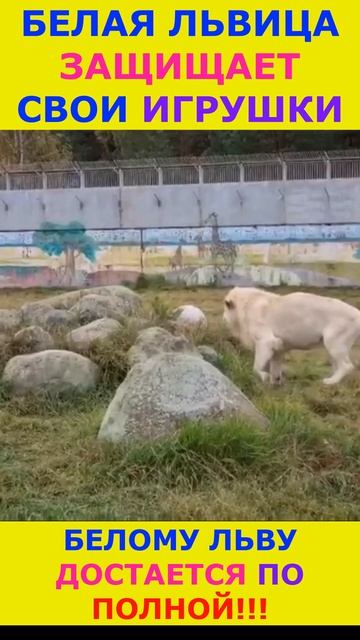 Львица гоняет льва из-за игрушек #leo #animals #leo #cat #shortvideo #short #топ #shorts смотреть онлайн