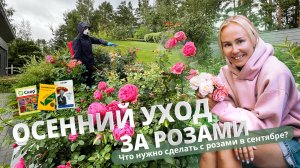 Осенний уход за розами. Что нужно делать в сентябре?